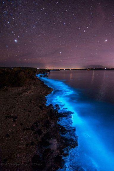 Sea sparkle â extreme bioluminescence in tasmanian waters tasmanian geographic nature nature wallpaper beautiful wallpapers