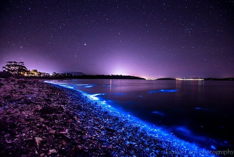 Bioluminescence sea sparkles light tassie waters