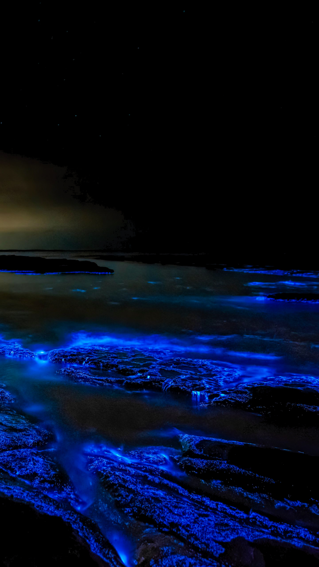 Bioluminescence x