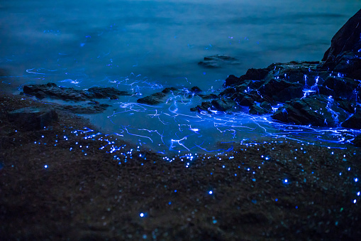 Bioluminescence pictures download free images on