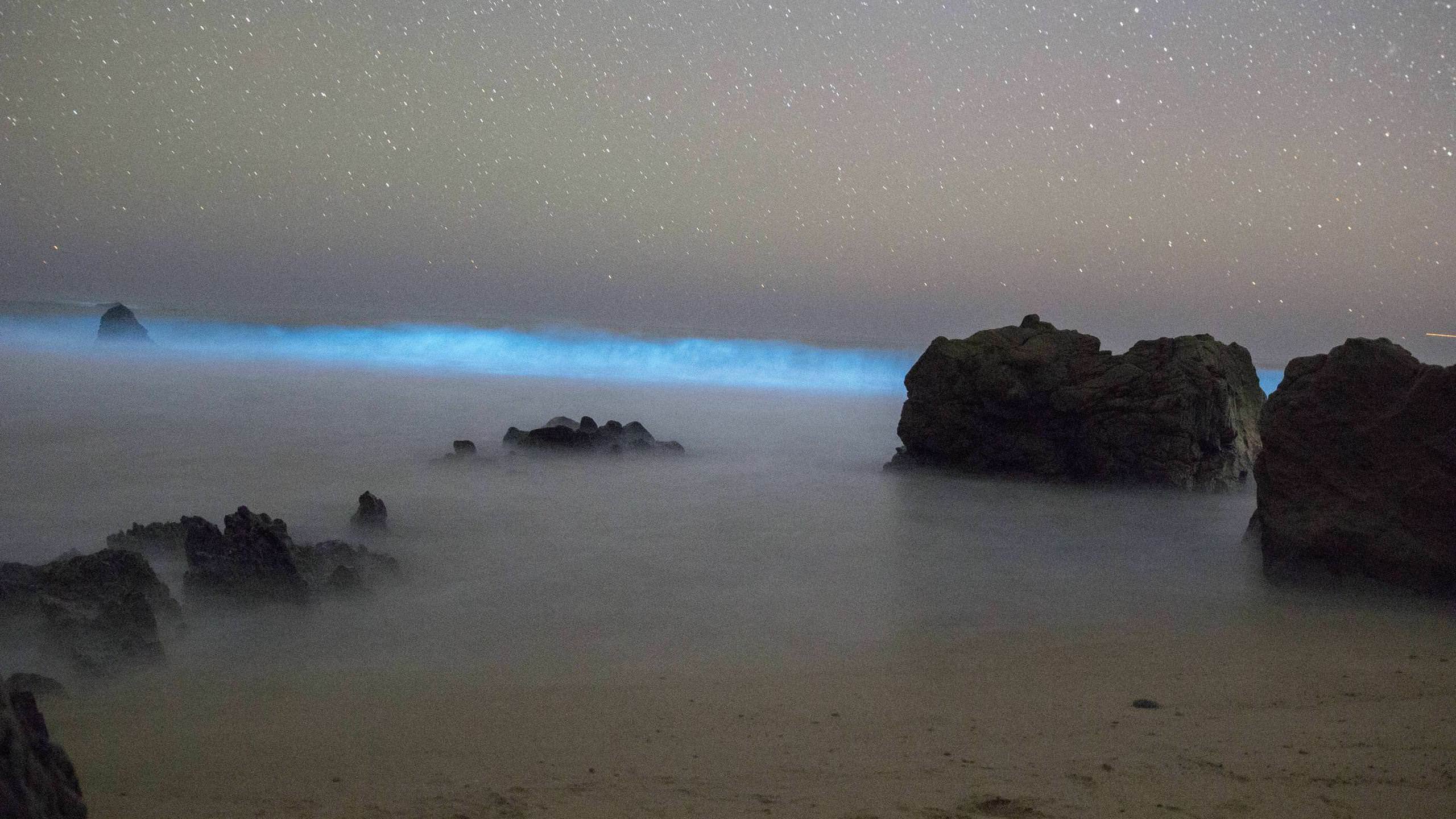 Bioluminescent k wallpapers for your desktop or mobile screen free and easy to download