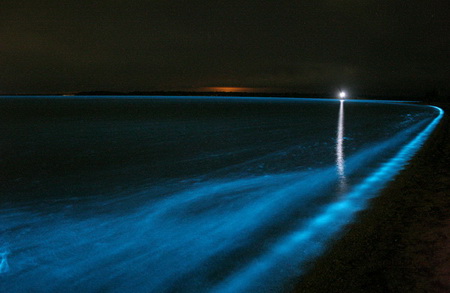 Bioluminescence in the gippsland lakes phil hart