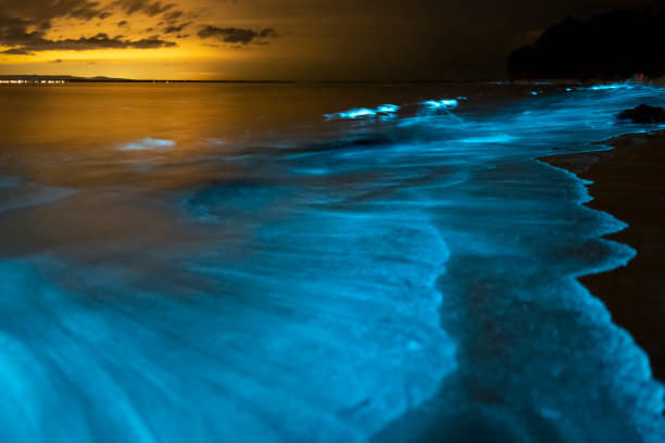Bioluminescence stock photos pictures royalty
