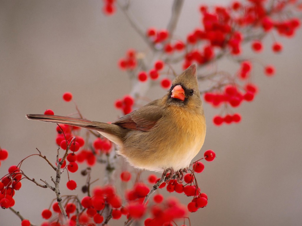 Free winter birds desktop wallpaper