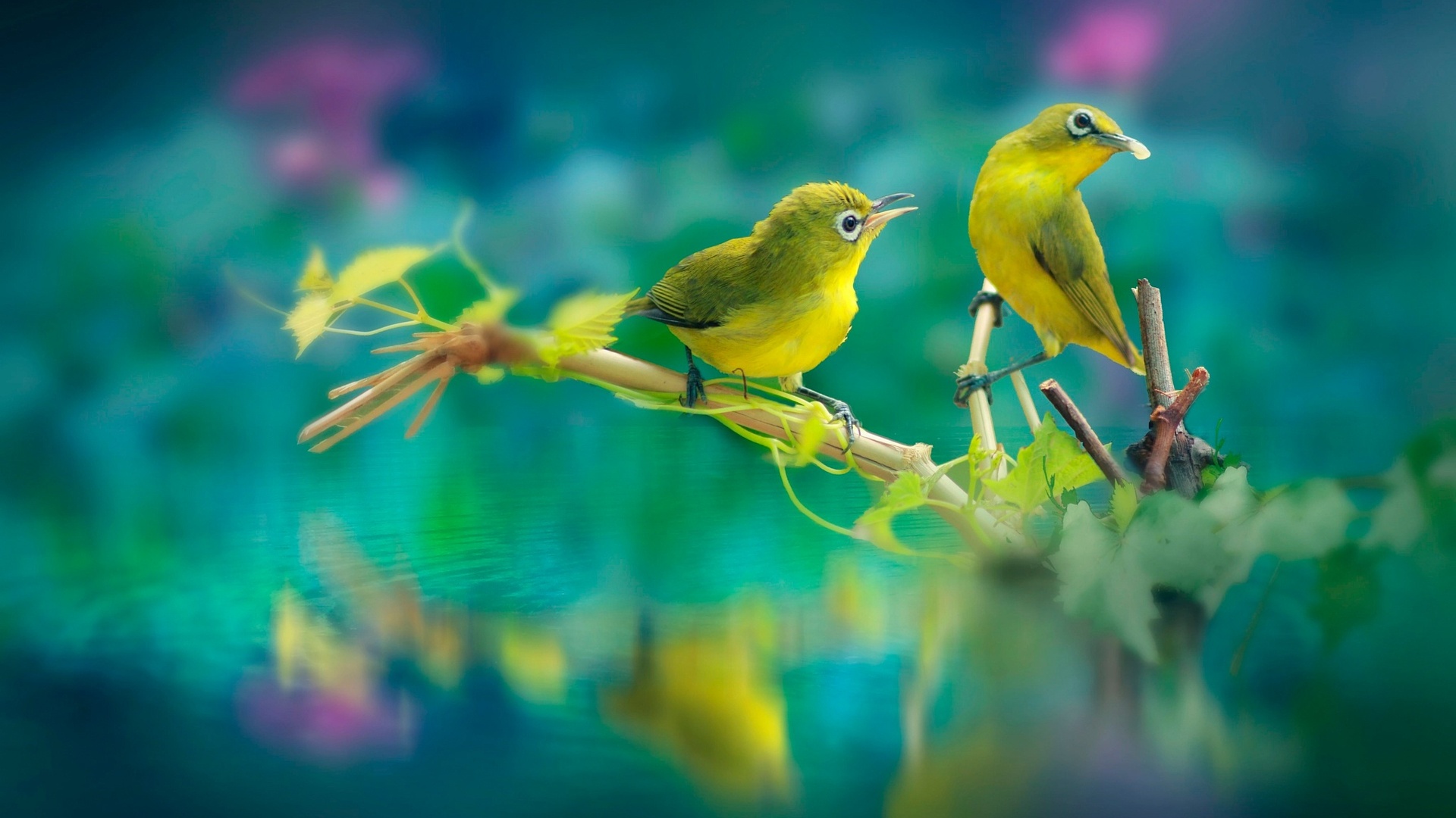 X beautiful birds laptop full hd p hd k wallpapers images backgrounds photos and pictures