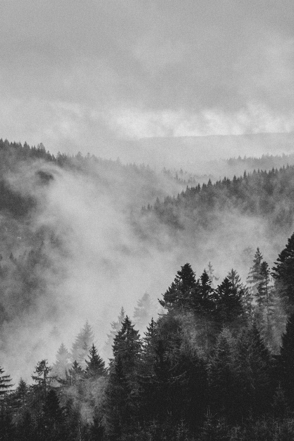 Black and white forest pictures download free images on