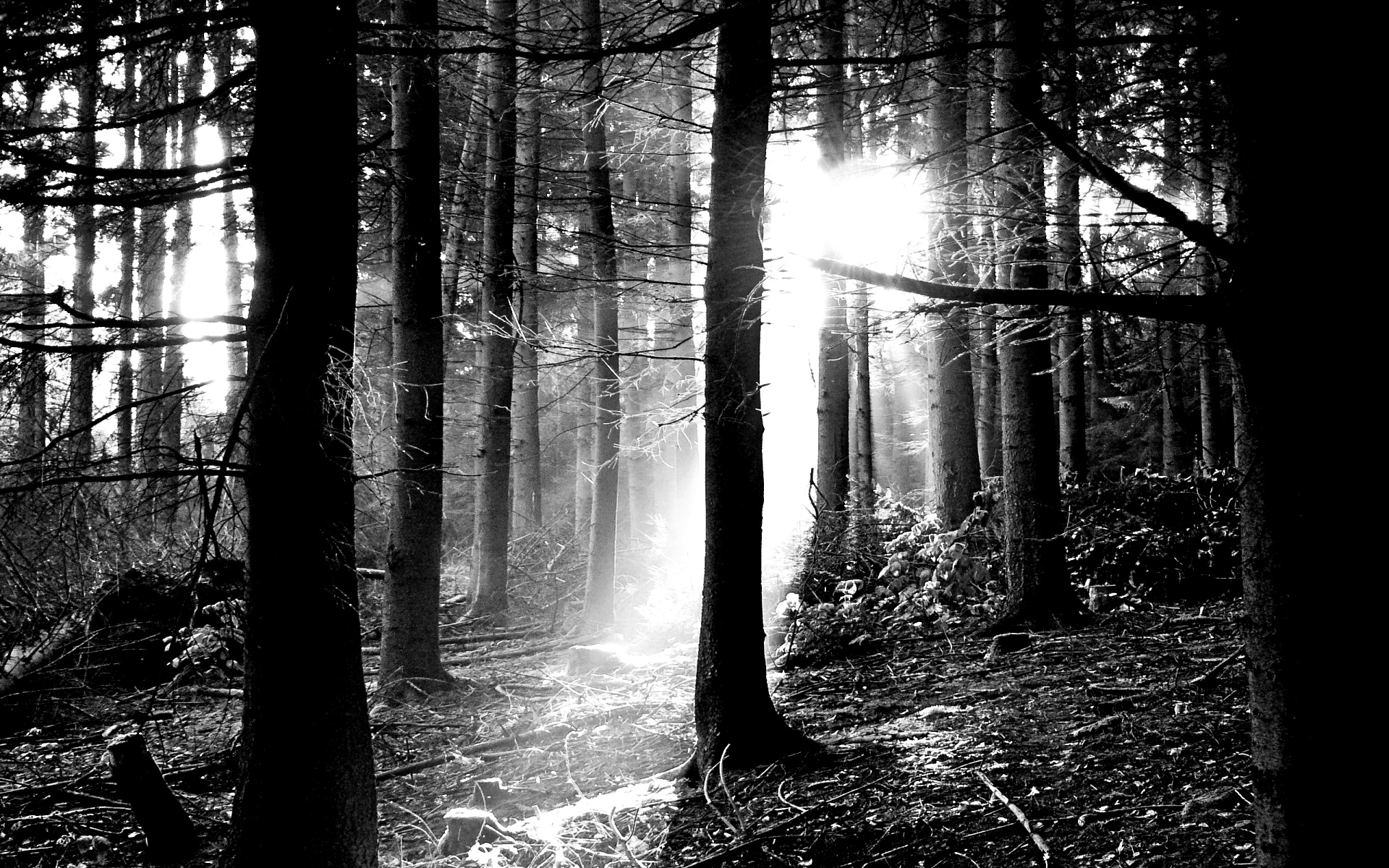 Download free black and white forest wallpaper