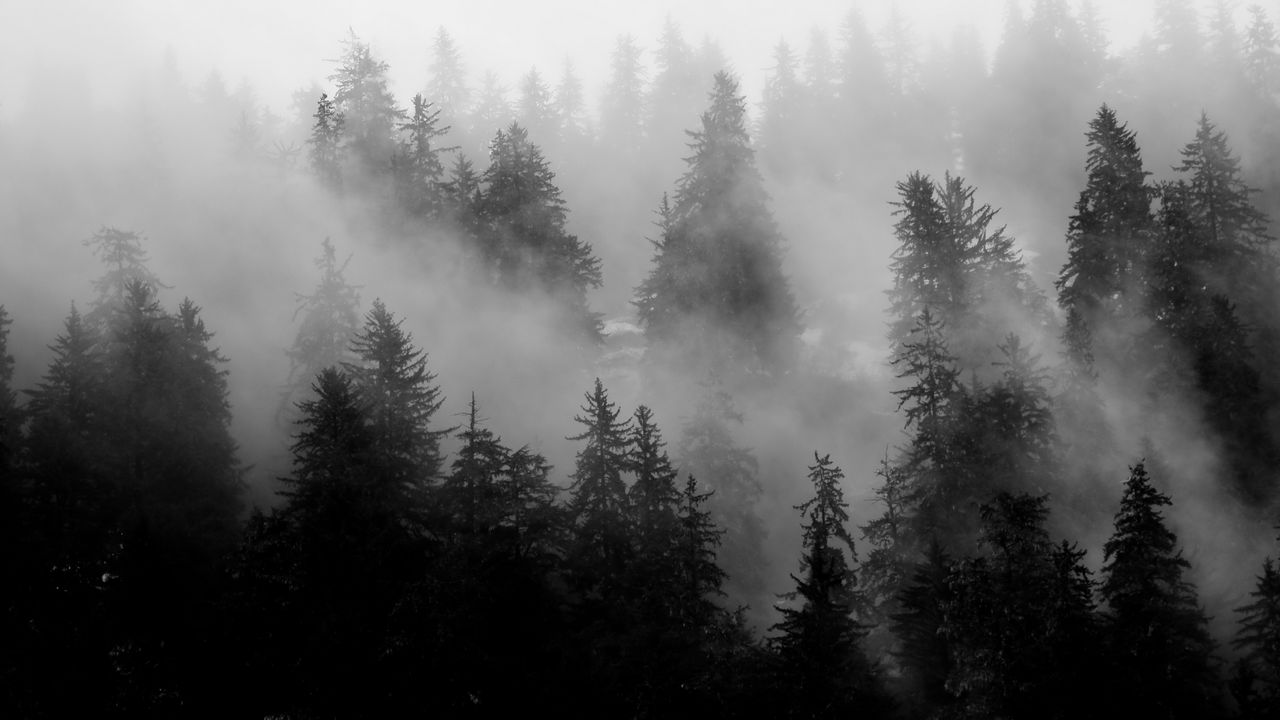 Wallpaper trees fog forest nature black and white hd picture image