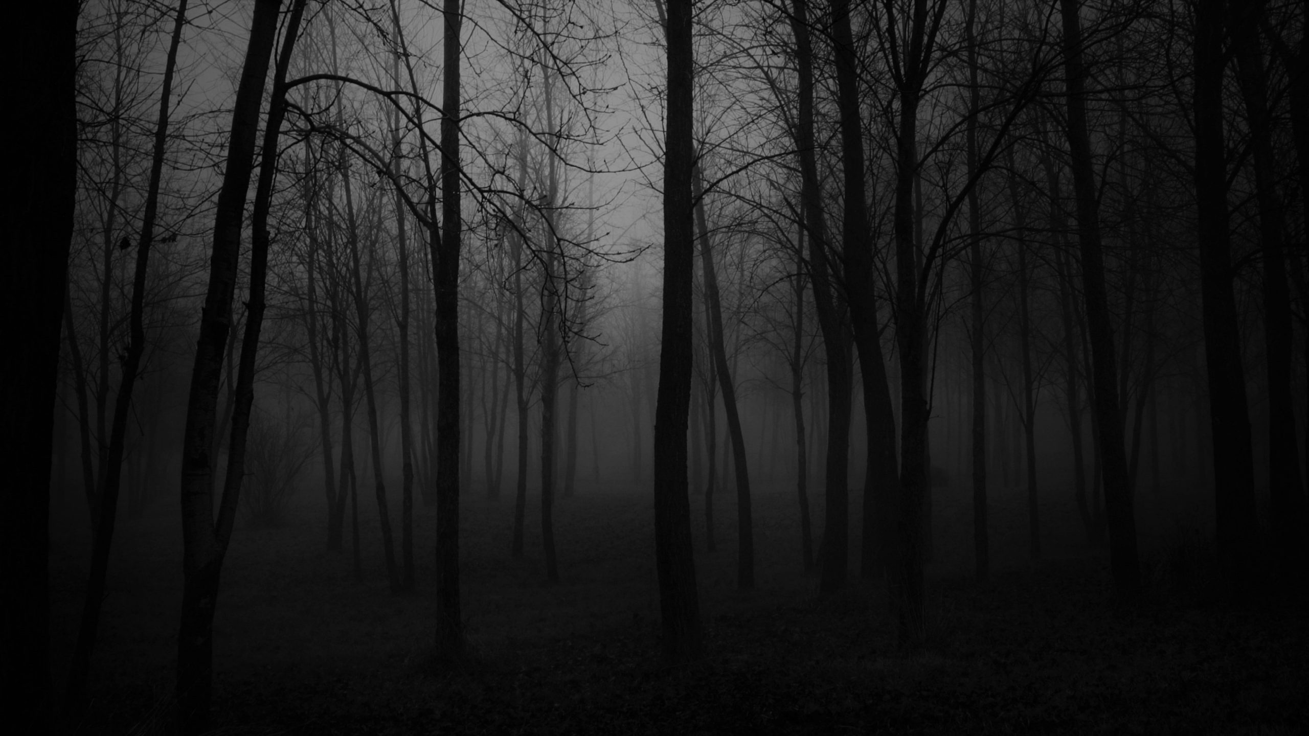Wallpaper black black and white forest nature foggy