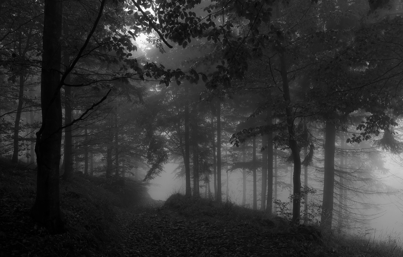 Wallpaper forest trees nature fog black and white monochrome path monochrome black and white images for desktop section ðñðñððð