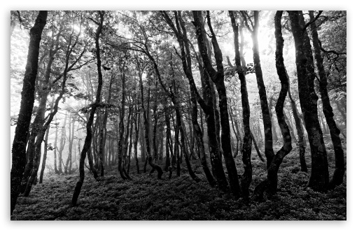 Forest black and white photography ultra hd desktop background wallpaper for k uhd tv widescreen ultrawide desktop laptop multi display dual monitor tablet smartphone