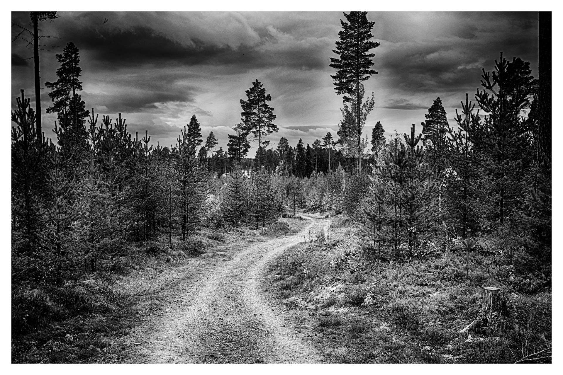 Black black and white forest forest road himmel nature sky thread trees white woods