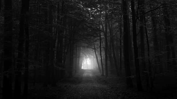Black and white forest background full hd gothic wallpaper forest background hd nature wallpapers