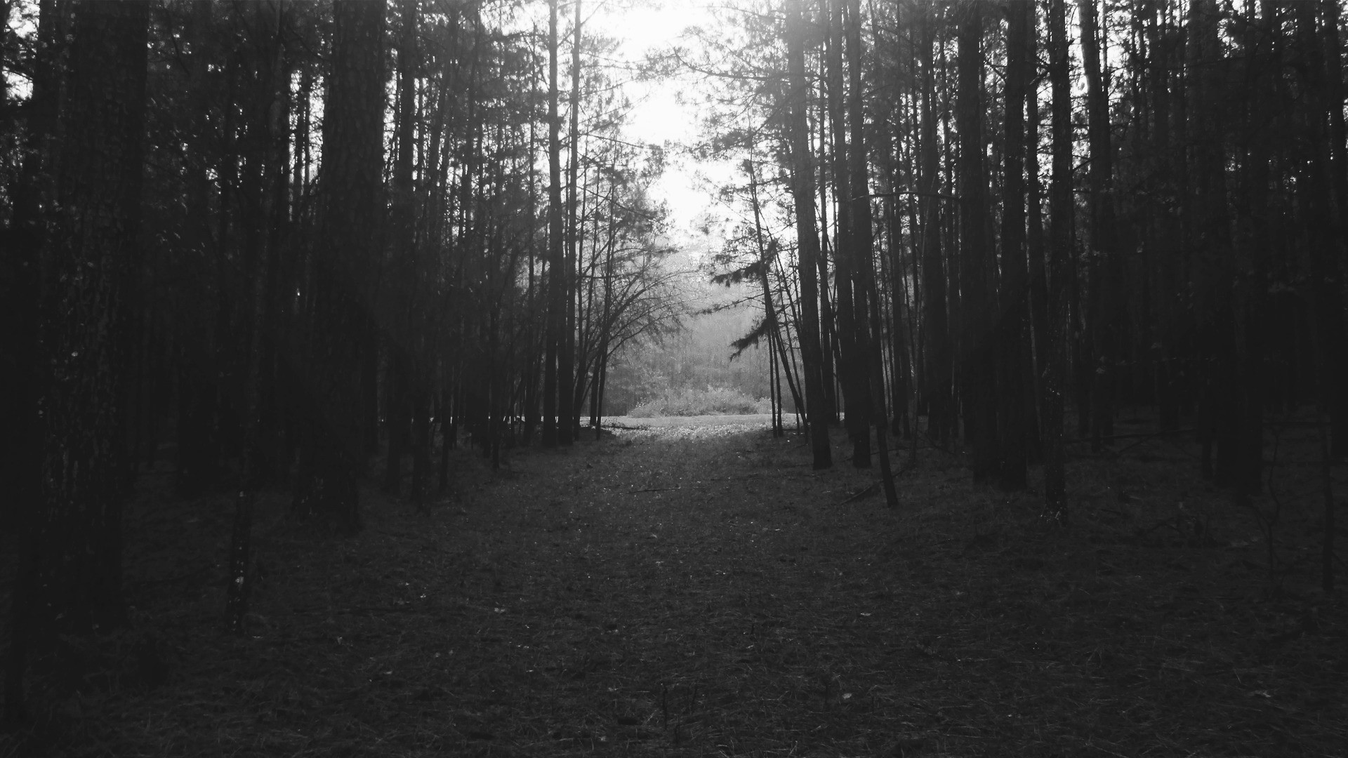 X forest nature landscape black white night monochrome trees wallpaper jpg kb