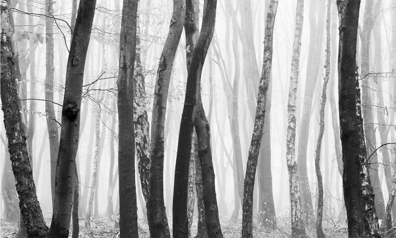 Moody black and white forest wallpaper mural marmalade art