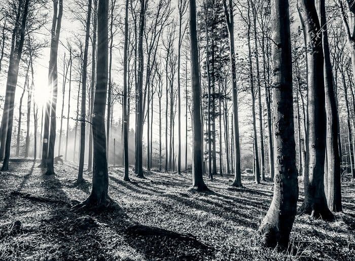 Black and white forest wallpaper murals online store