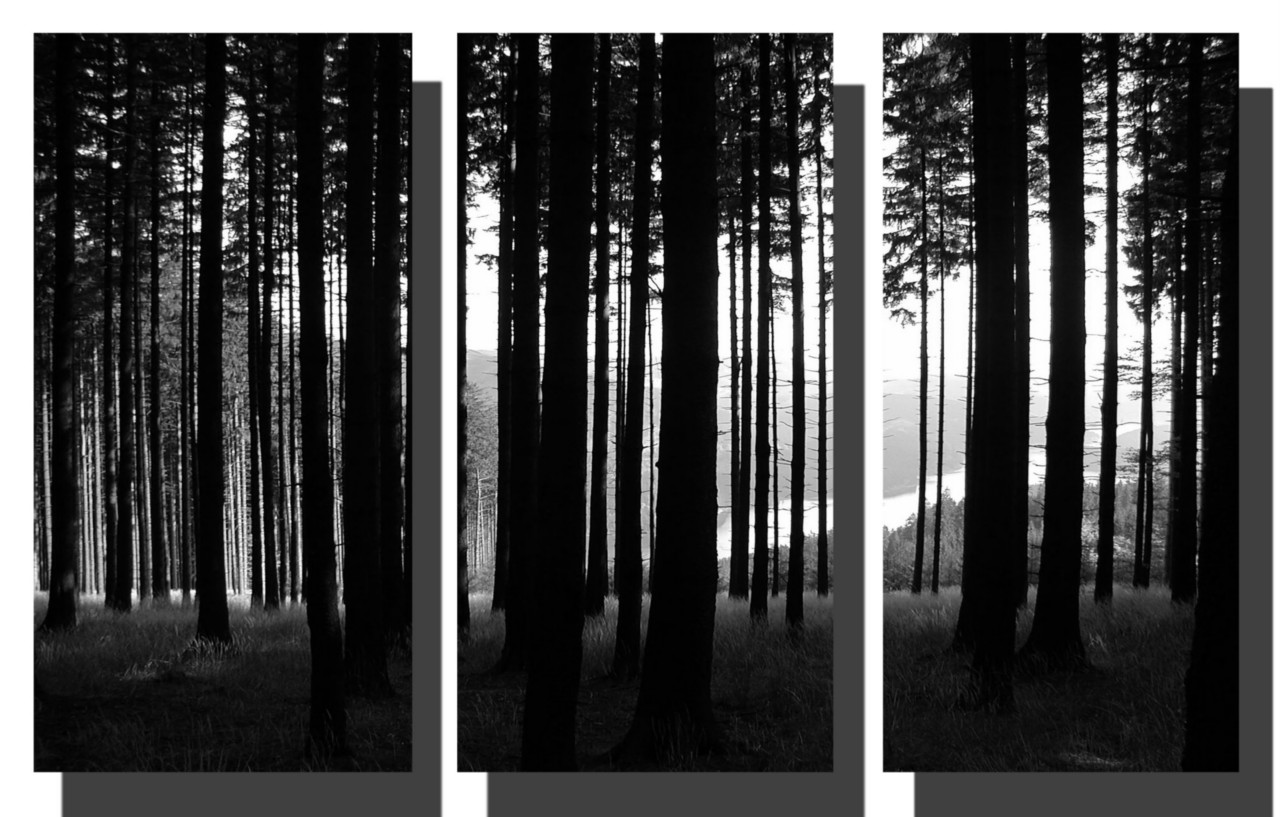 Free download black and white pictures anime forest hd wallpaper x for your desktop mobile tablet explore black and white forest wallpaper wallpaper black and white white