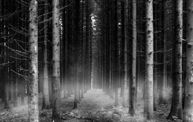 Hd black and white forest wallpaper forest wallpaper dark forest wallpaper backgrounds