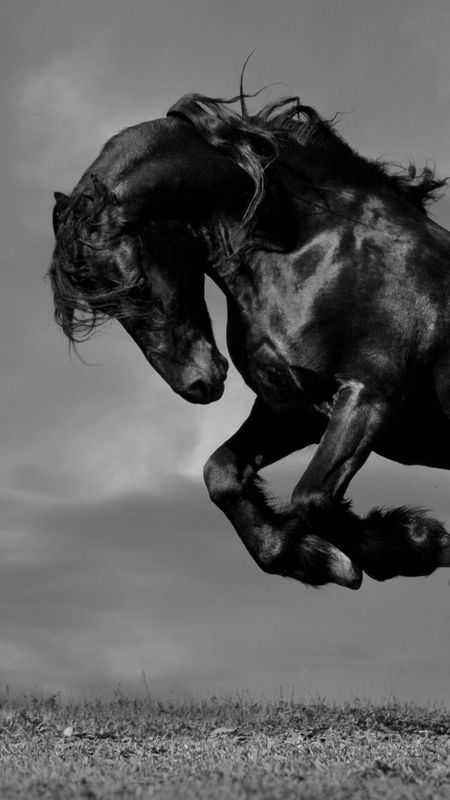 Black colour black colour horse black horse wallpaper download