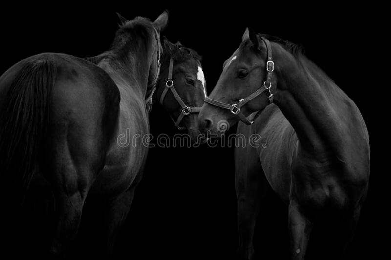 Horses wallpaper isolated on black stock image