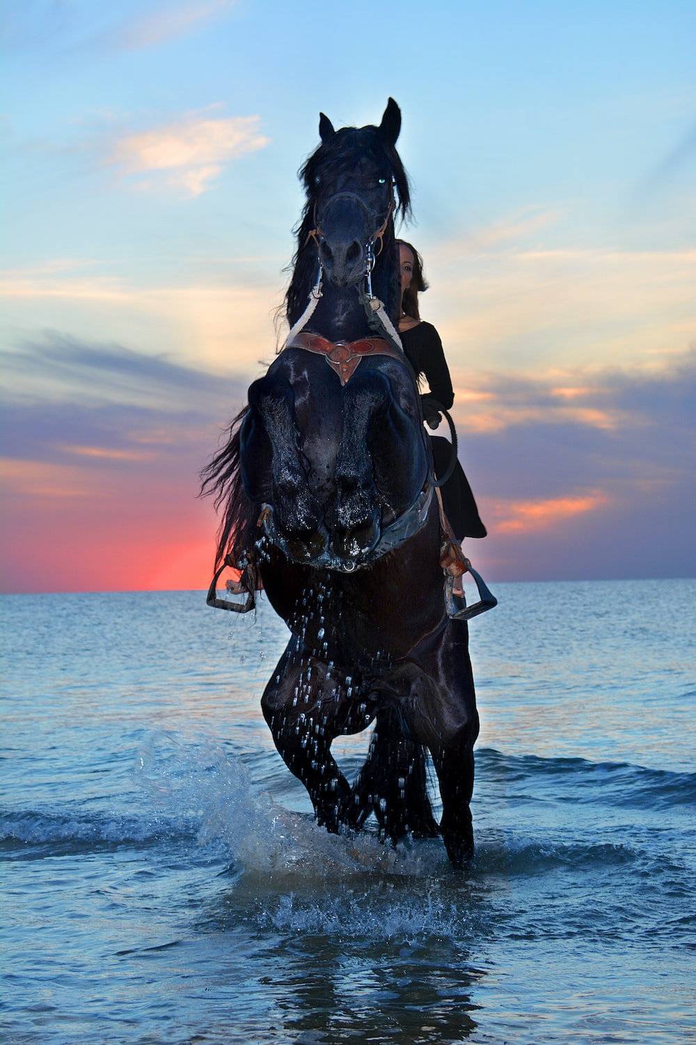 Black horse pictures hd download free images on