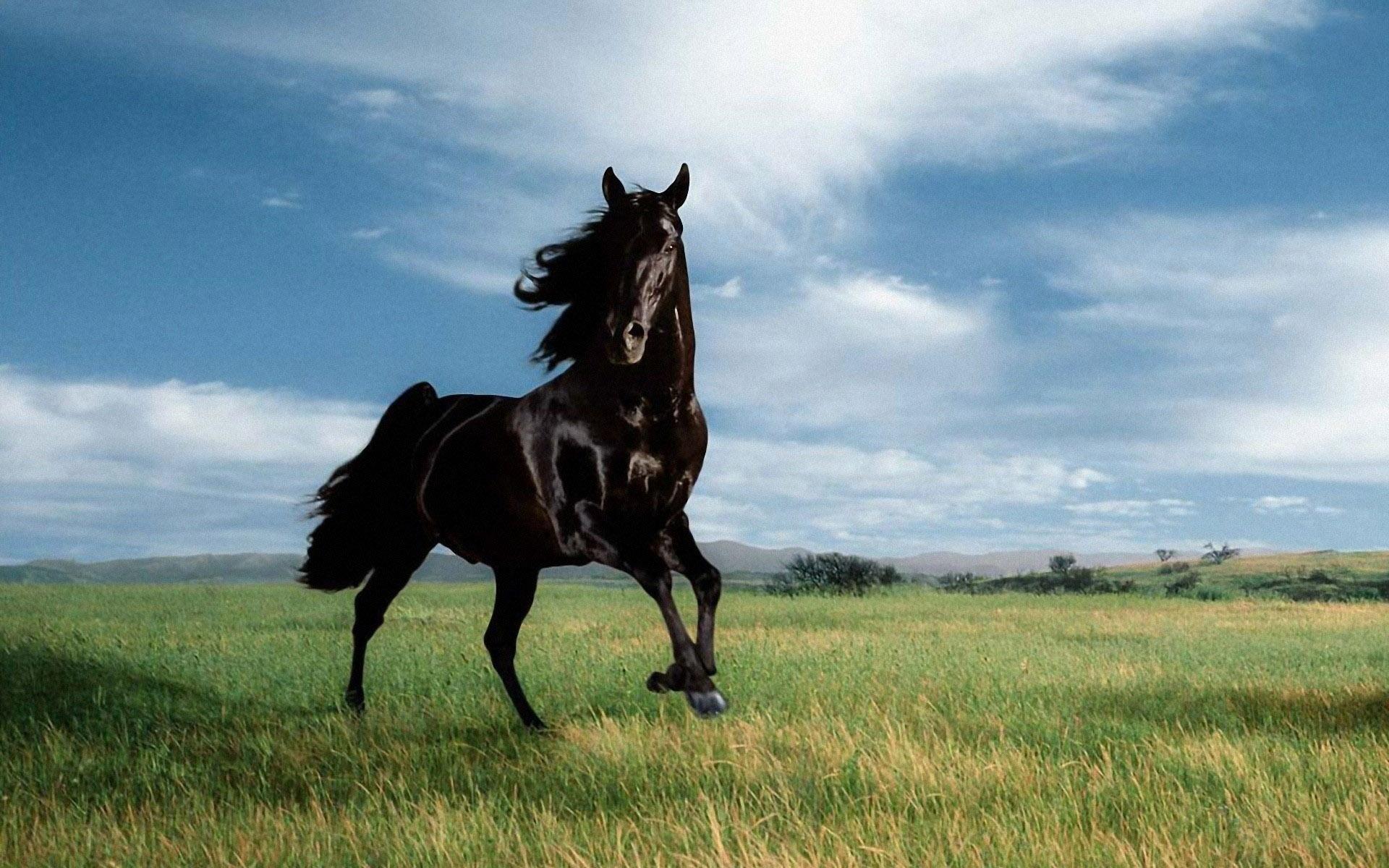 Hd black horse wallpapers