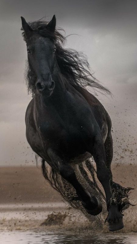Black horse running wallpaper download