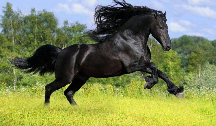 Running black horse wallpapers hd desktop and mobile backgrounds