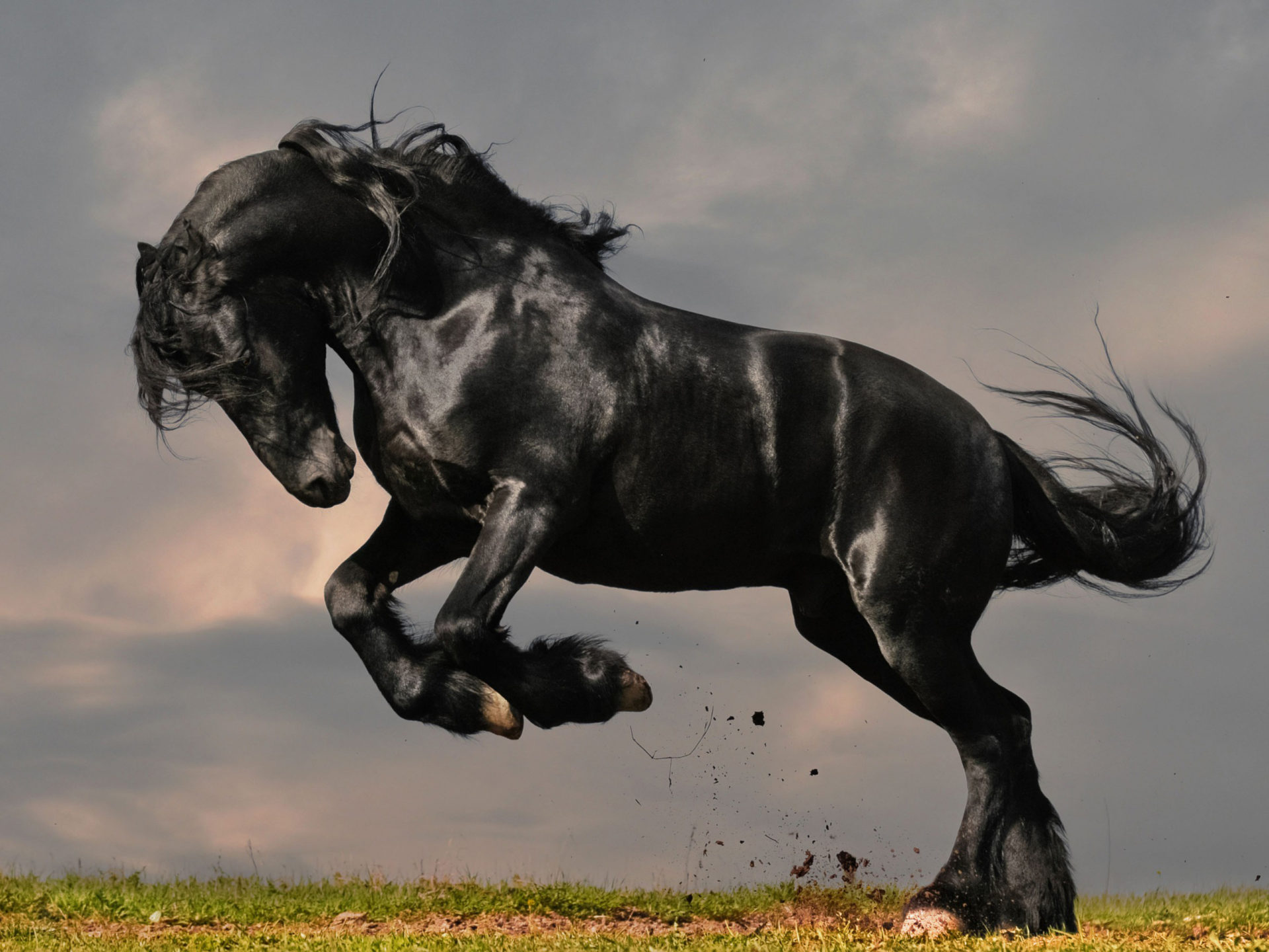 Animals handsome black horse and black beauty hd wallpaper