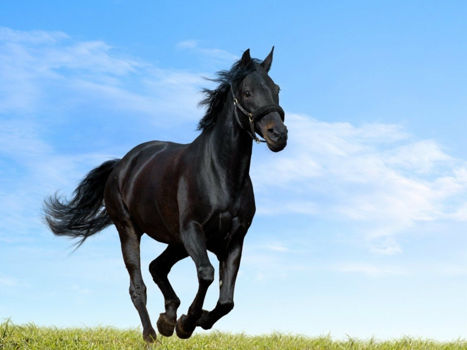 Horse black wallpapers