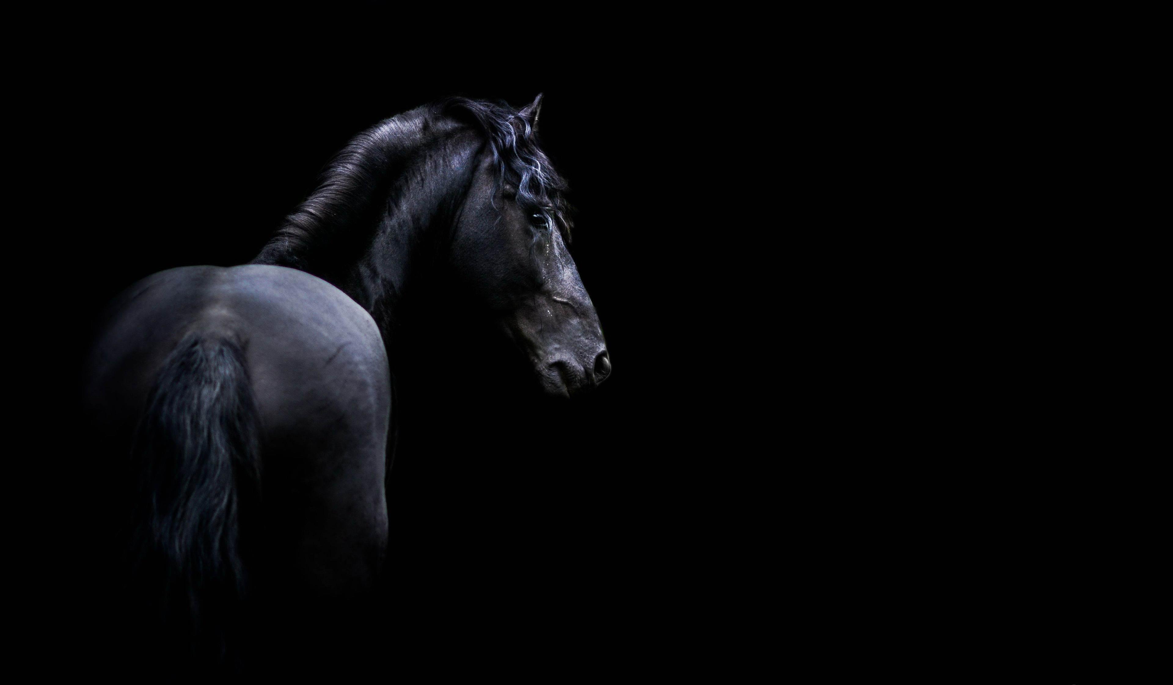 X dark horse k wallpaper download for pc black horse horse wallpaper horses