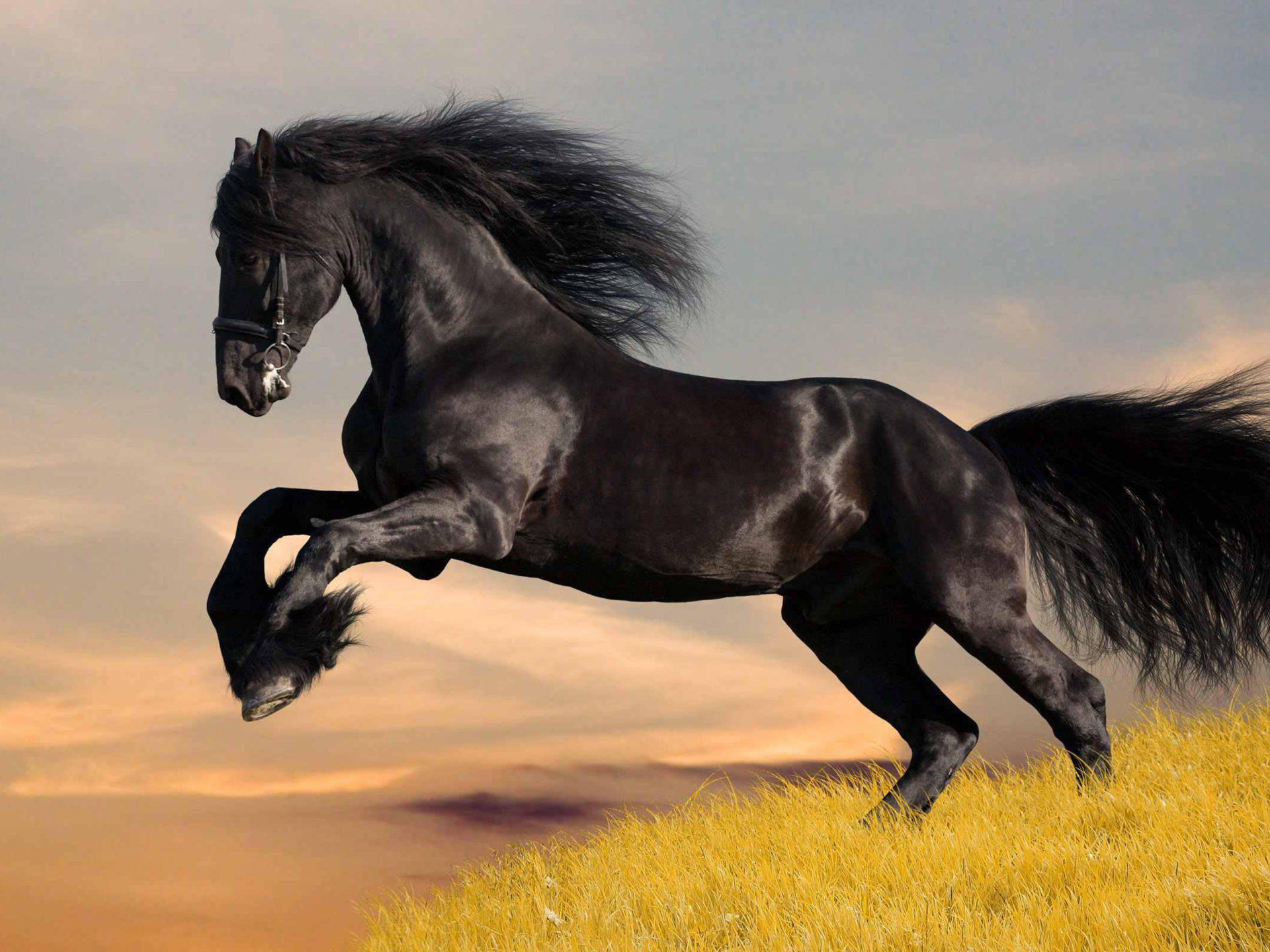Black lightningbeautiful black horse wallpaper hd