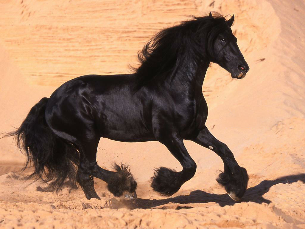 Beautiful black horse wallpaper beautiful black horse wallâ