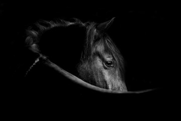 Premium photo black horse looking back over his shoulder a fine art low key image