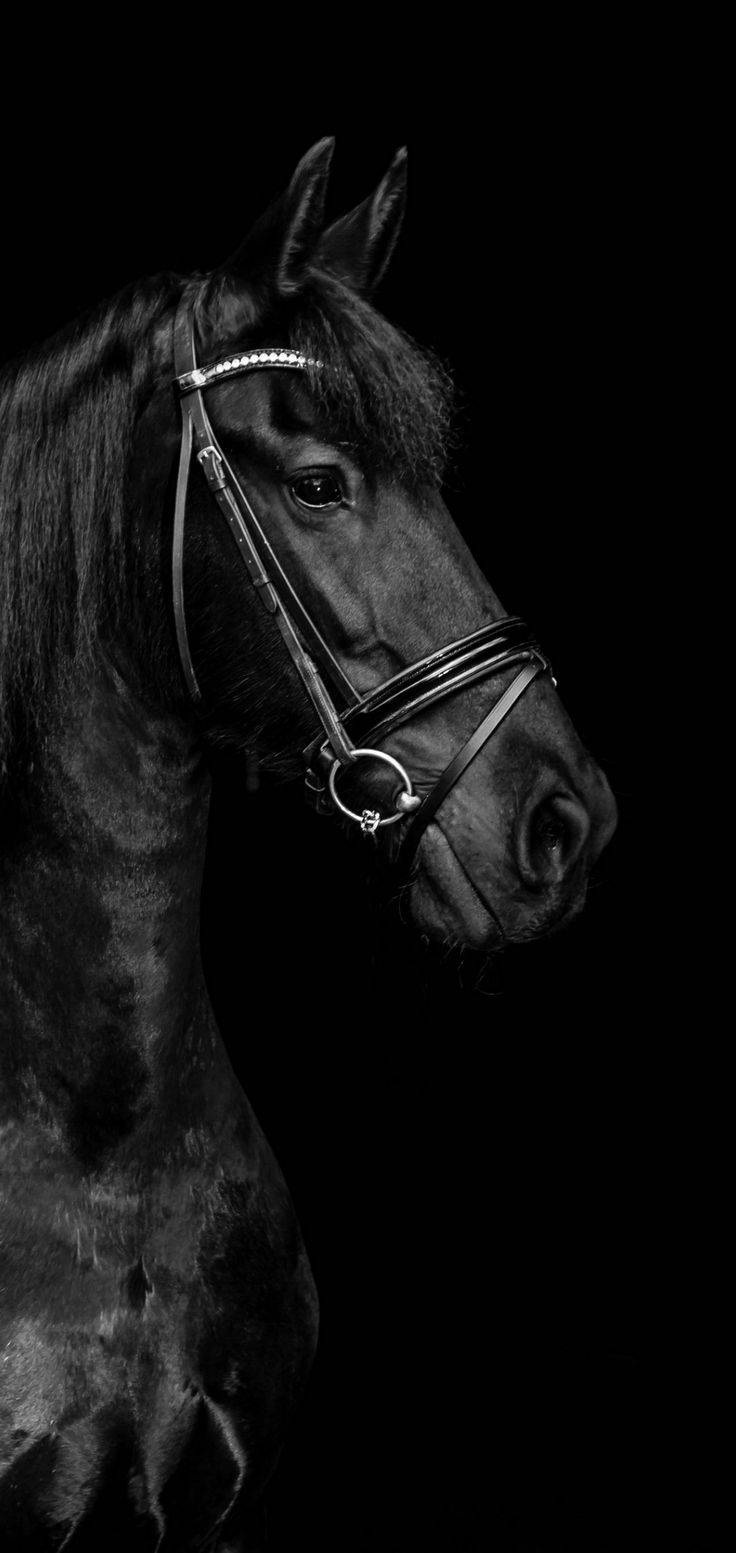 Black horse wallpaper horse wallpaper horses horse background