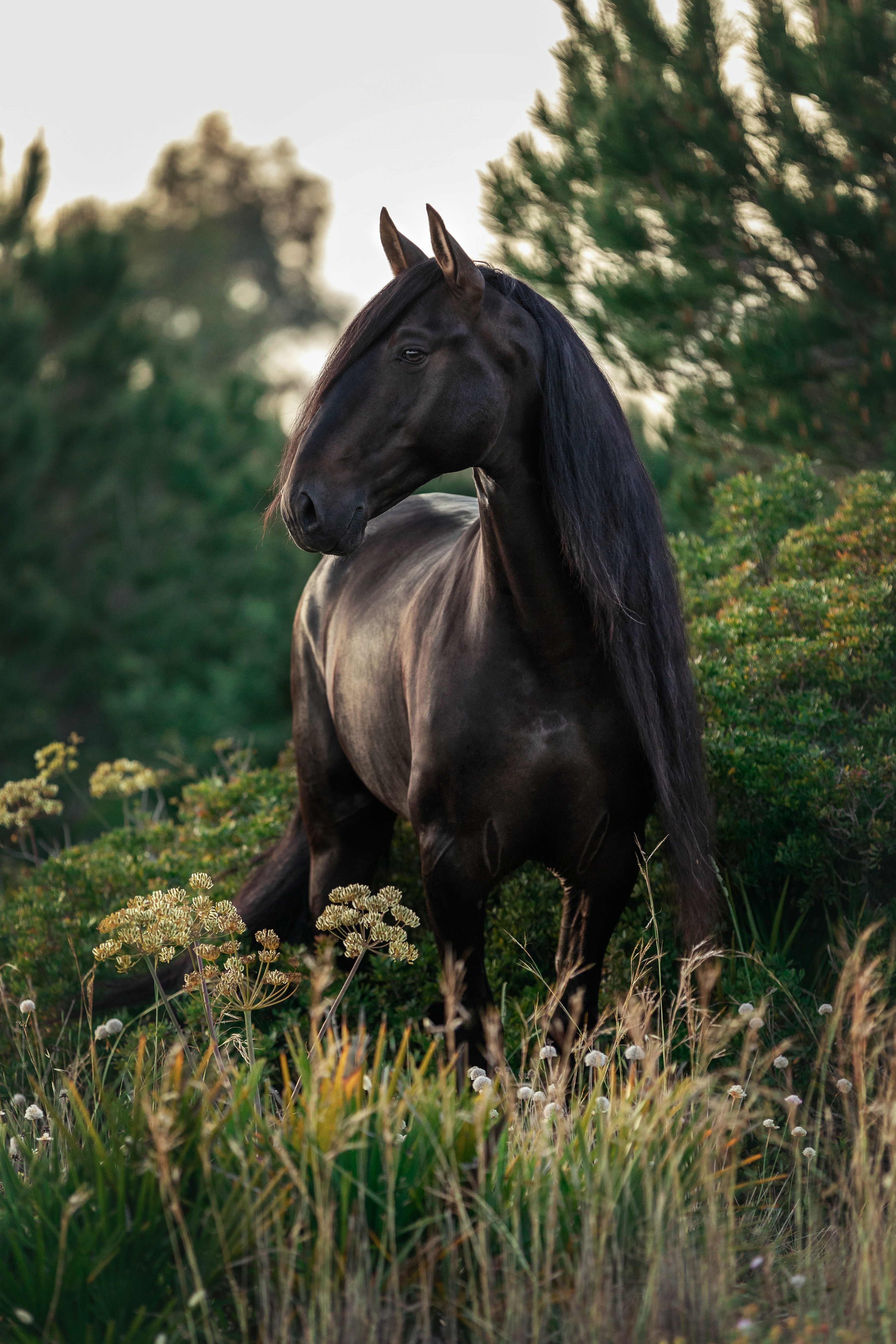 Black horse photos download the best free black horse stock photos hd images