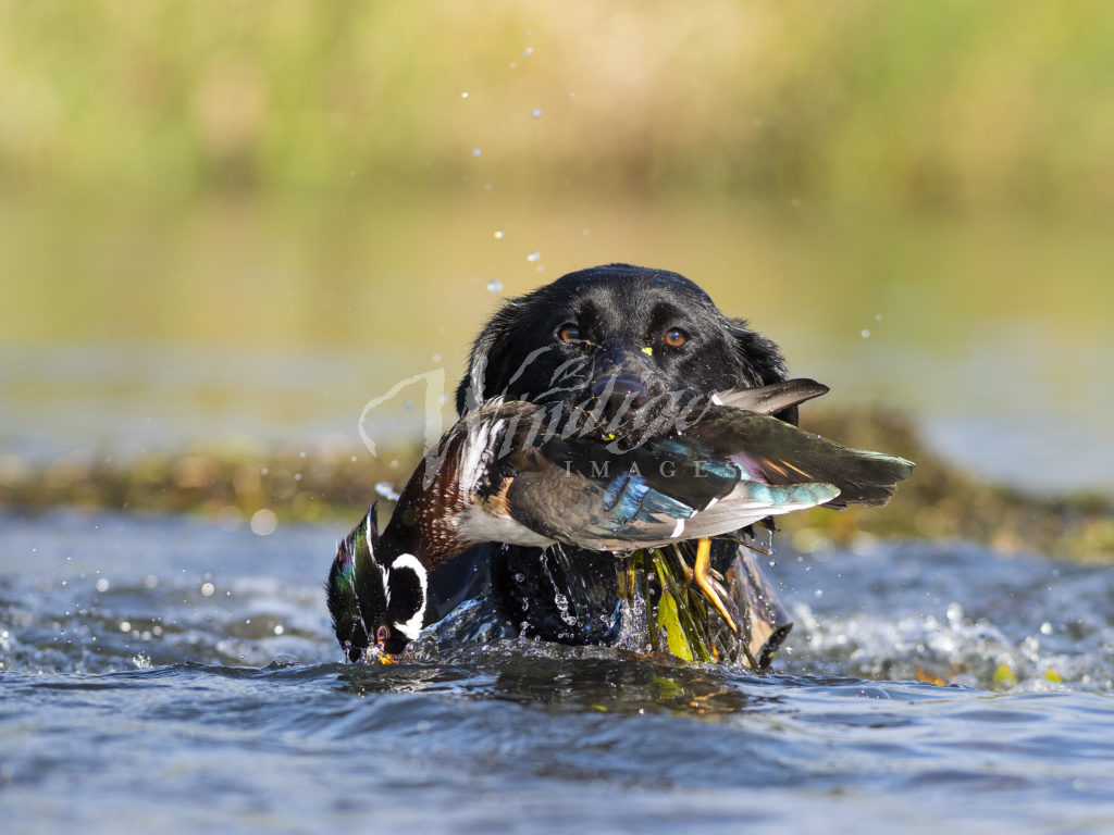 Download Free 100 + black lab duck hunting wallpaper Wallpapers