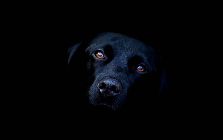 Animals dog black labrador retriever wallpapers hd desktop and mobile backgrounds