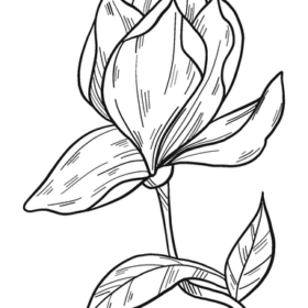 Flowers coloring pages printable for free download