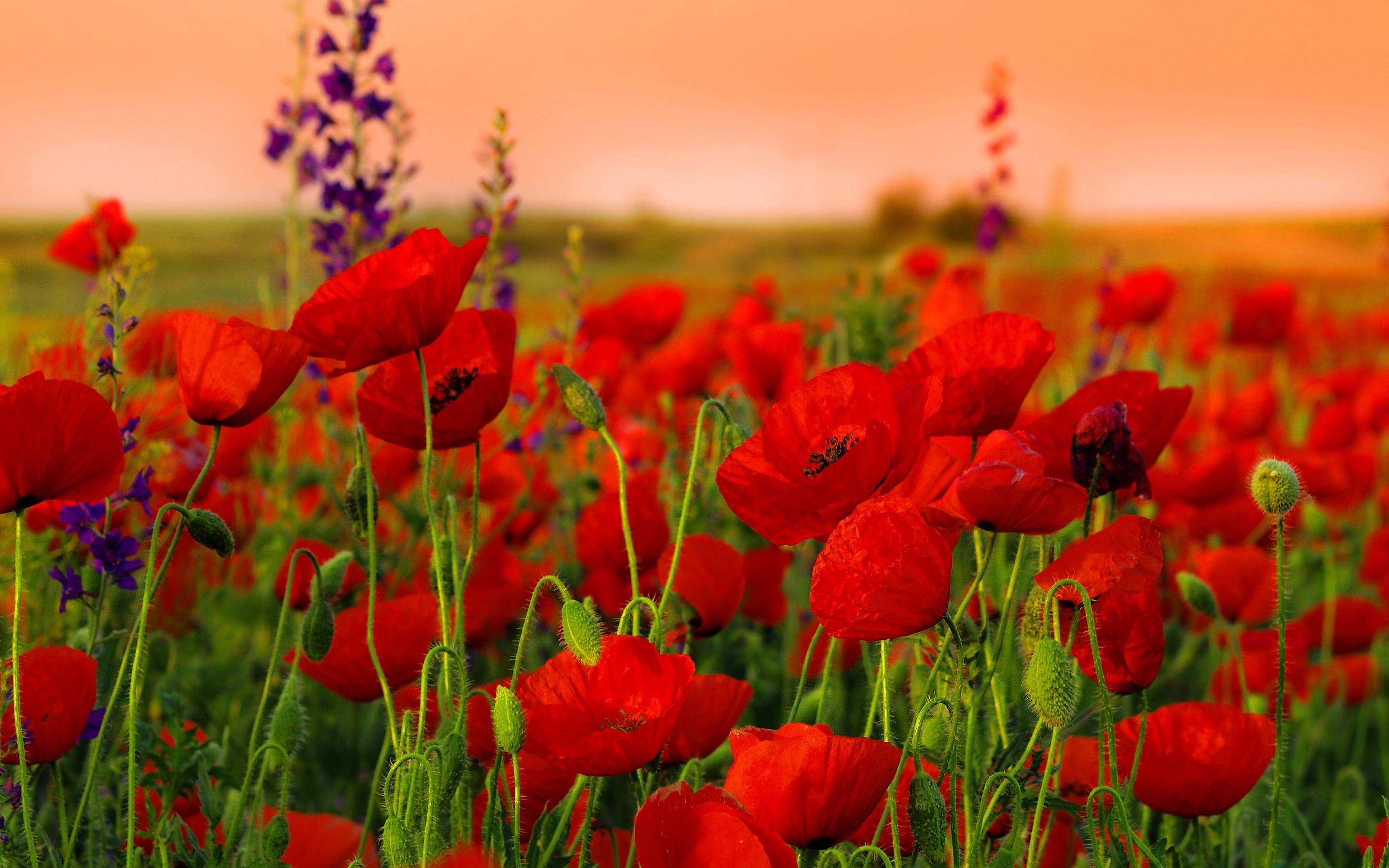 Wallpaper poppies pictures