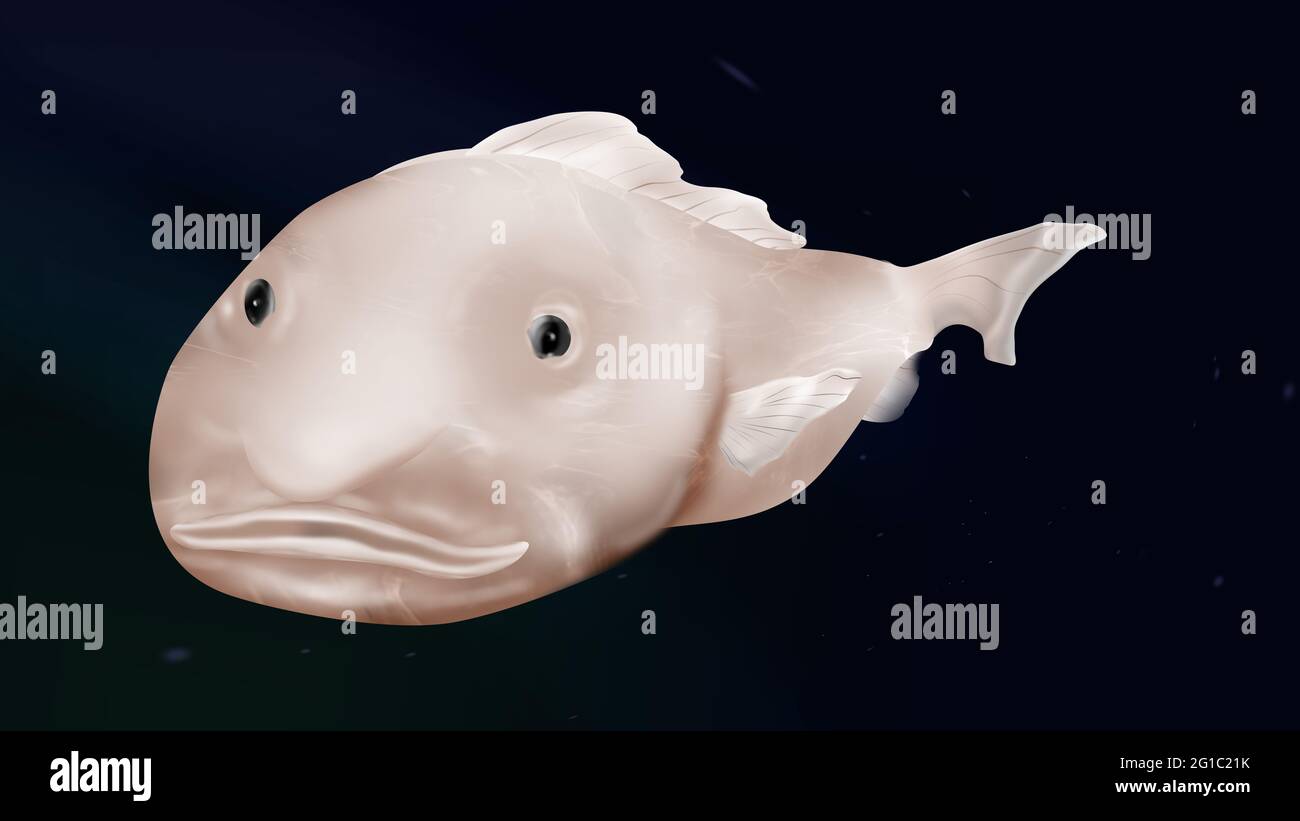 blobfish, Meaning & Origin