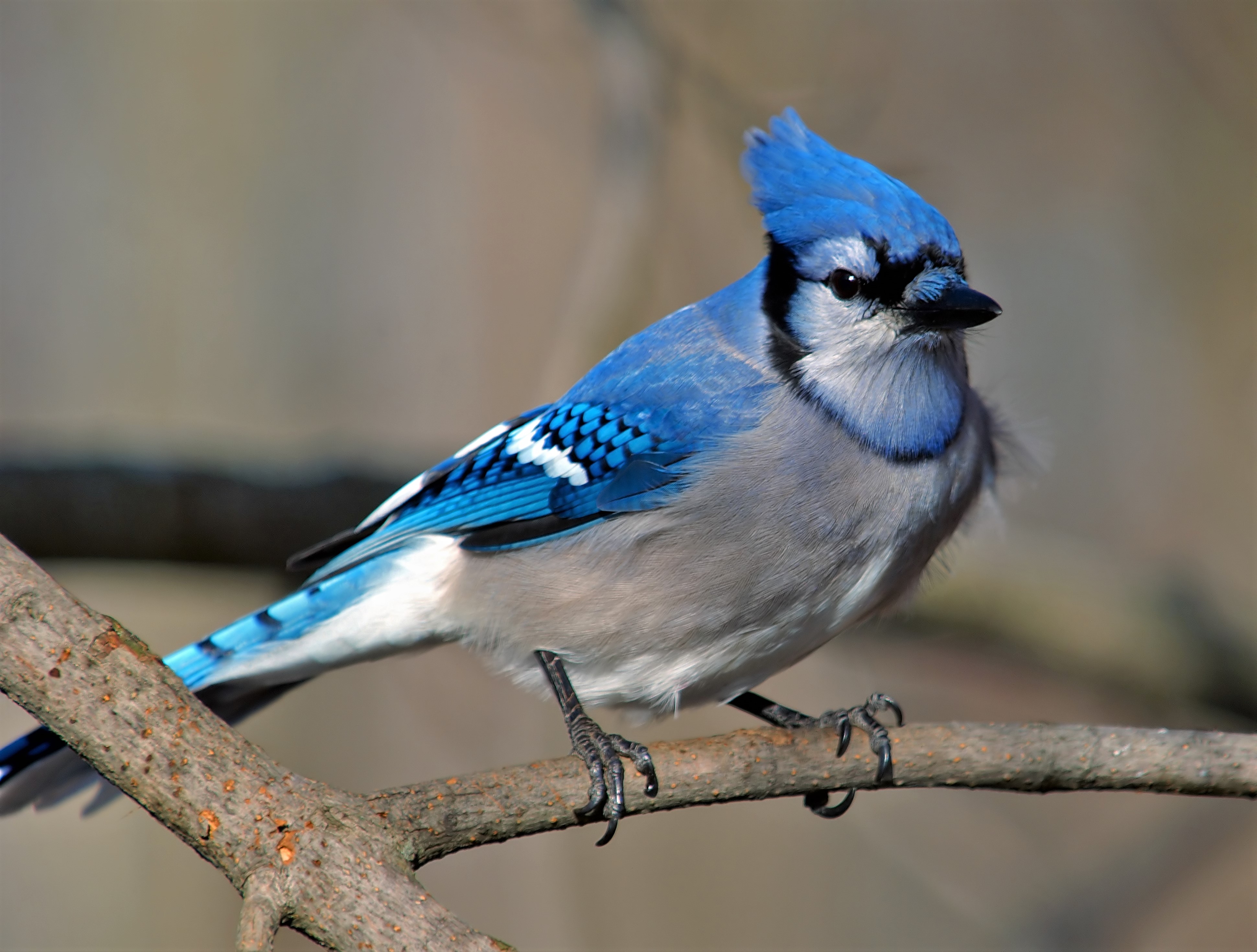 K blue jay papers background images