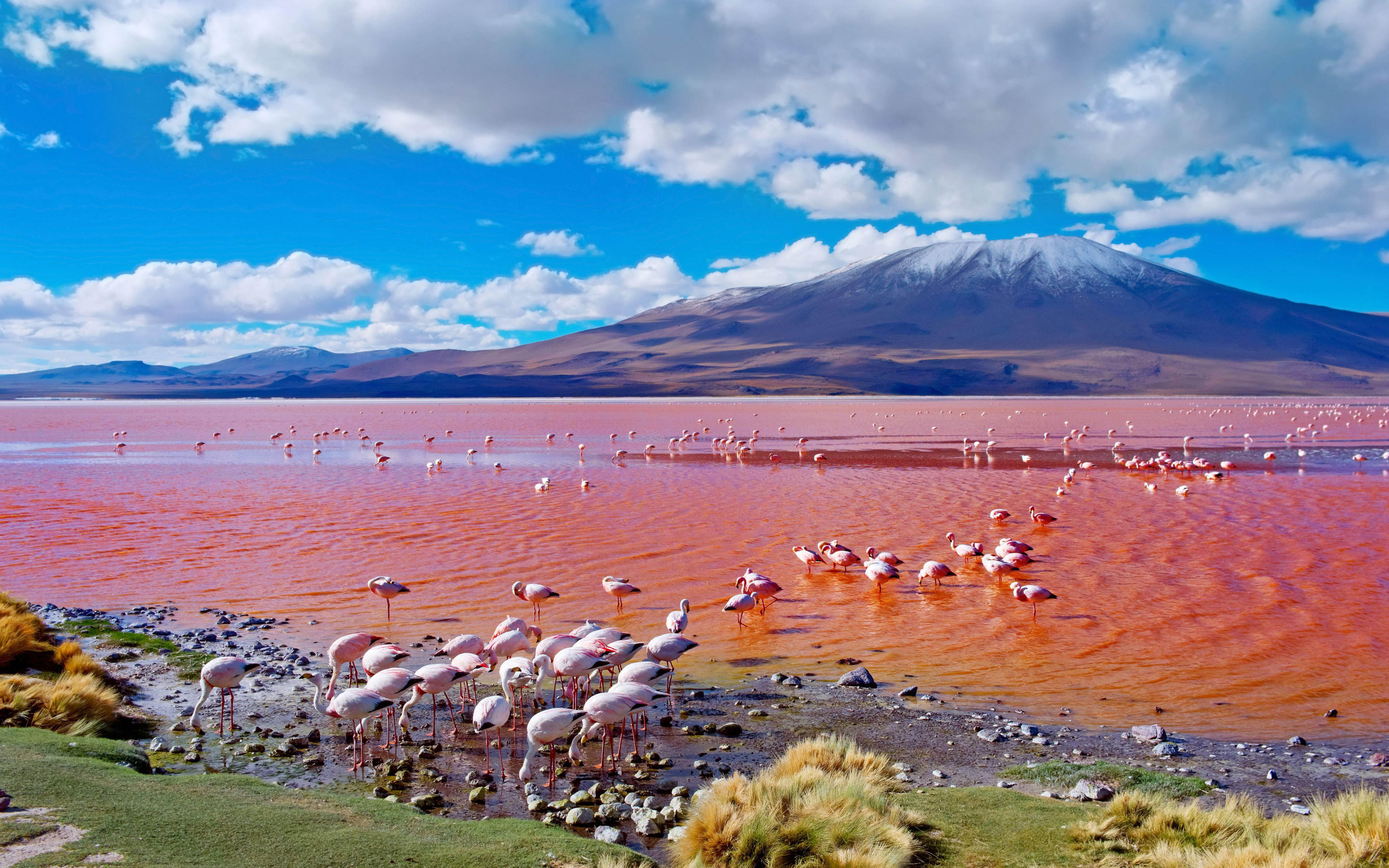 Pink flamingos laguna colorada multicolored salty lake in bolivia k ultra hd tv wallpaper for desktop