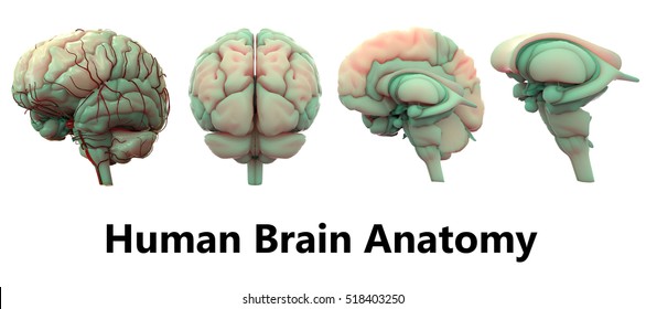 Human brain anatomy images stock photos vectors