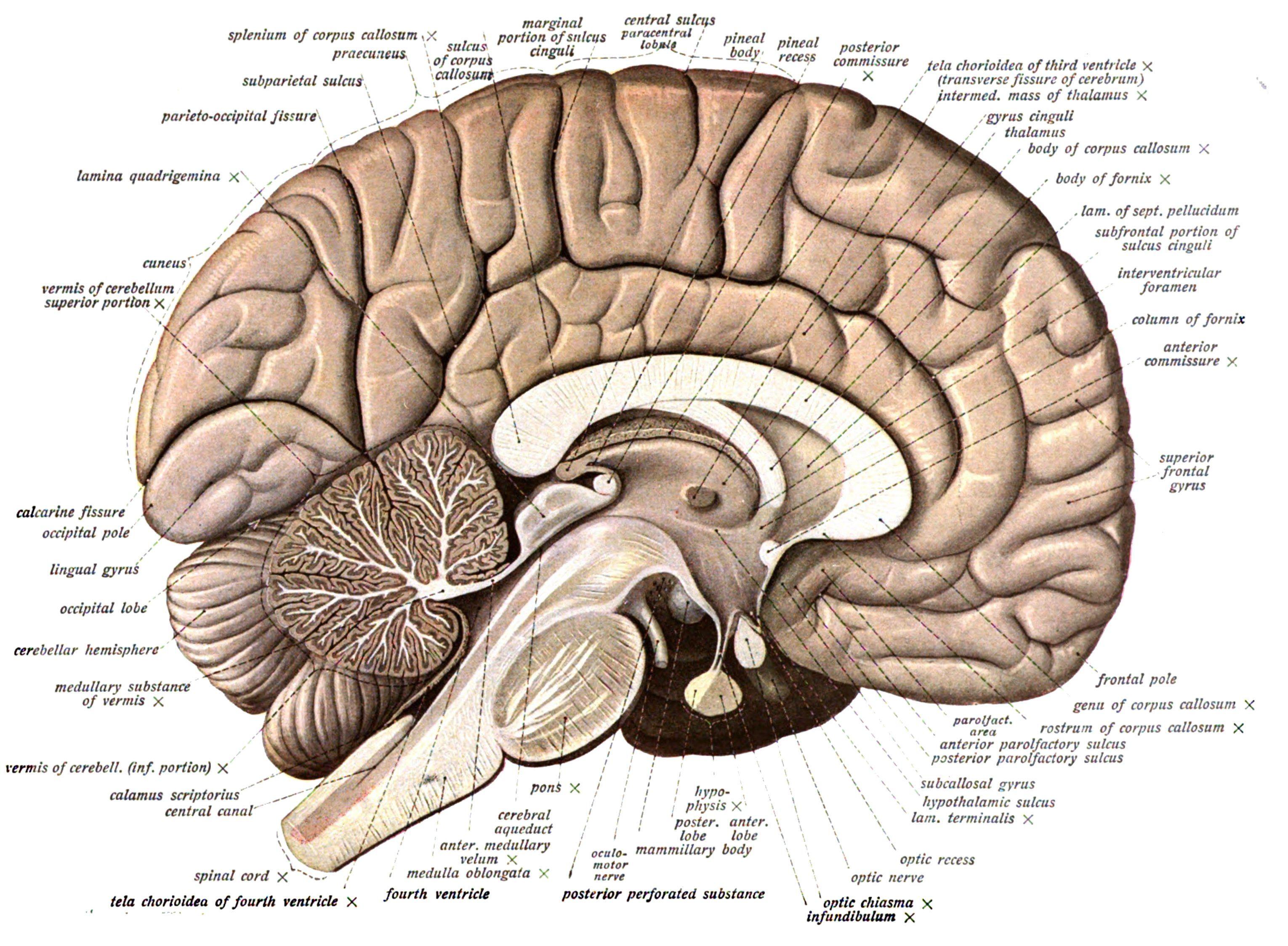 Brain anatomy wallpapers