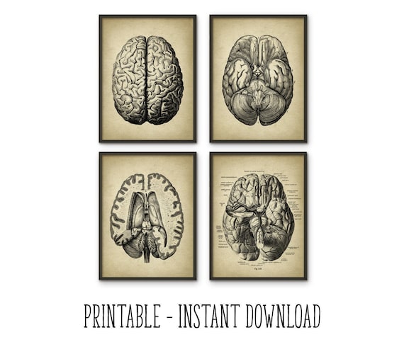 Printable set of human brain anatomy images vintage wall