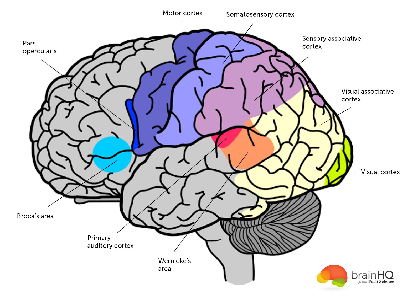 Brain anatomy image gallery