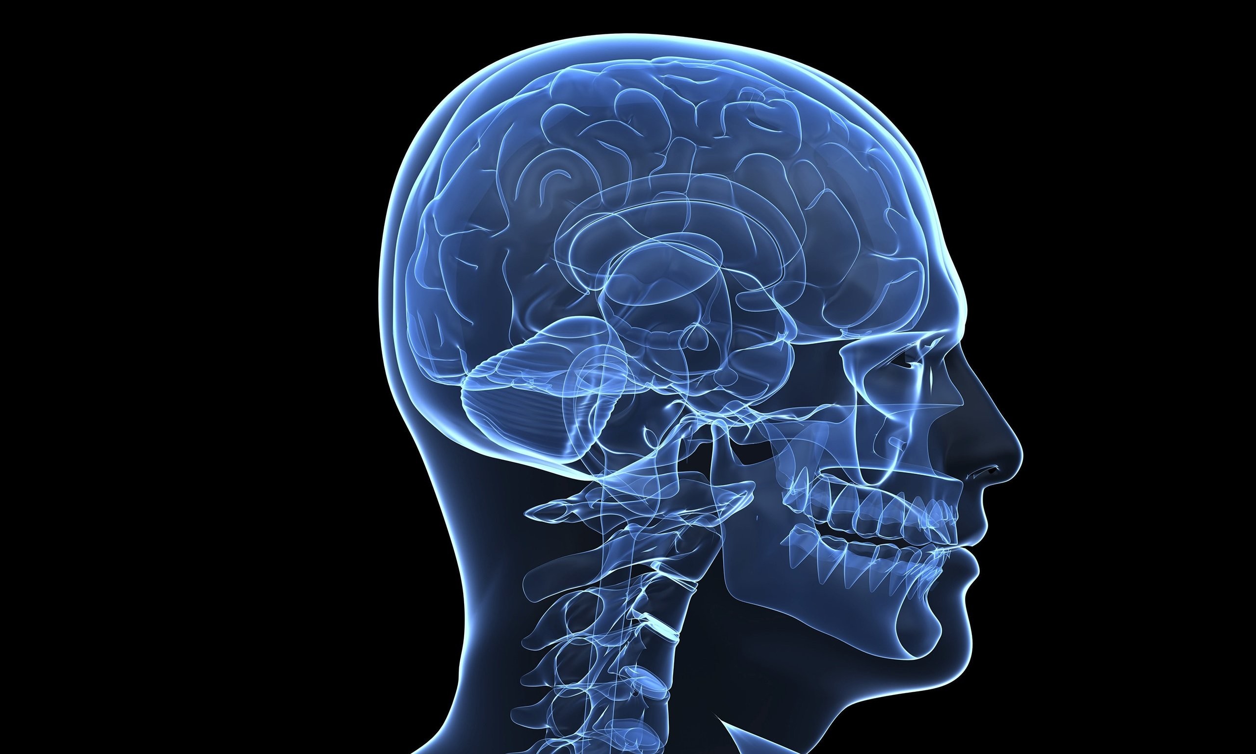 Brain anatomy medical head skull digital d xray psychedelic wallpaper at d wallpapers