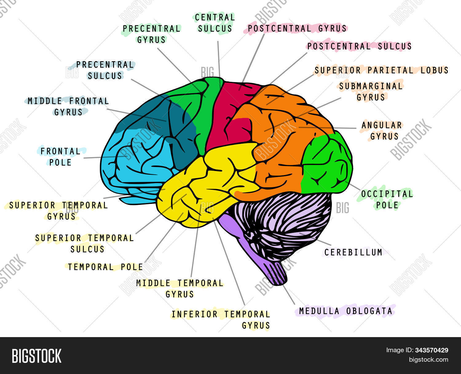 Human brains anatomy image photo free trial bigstock