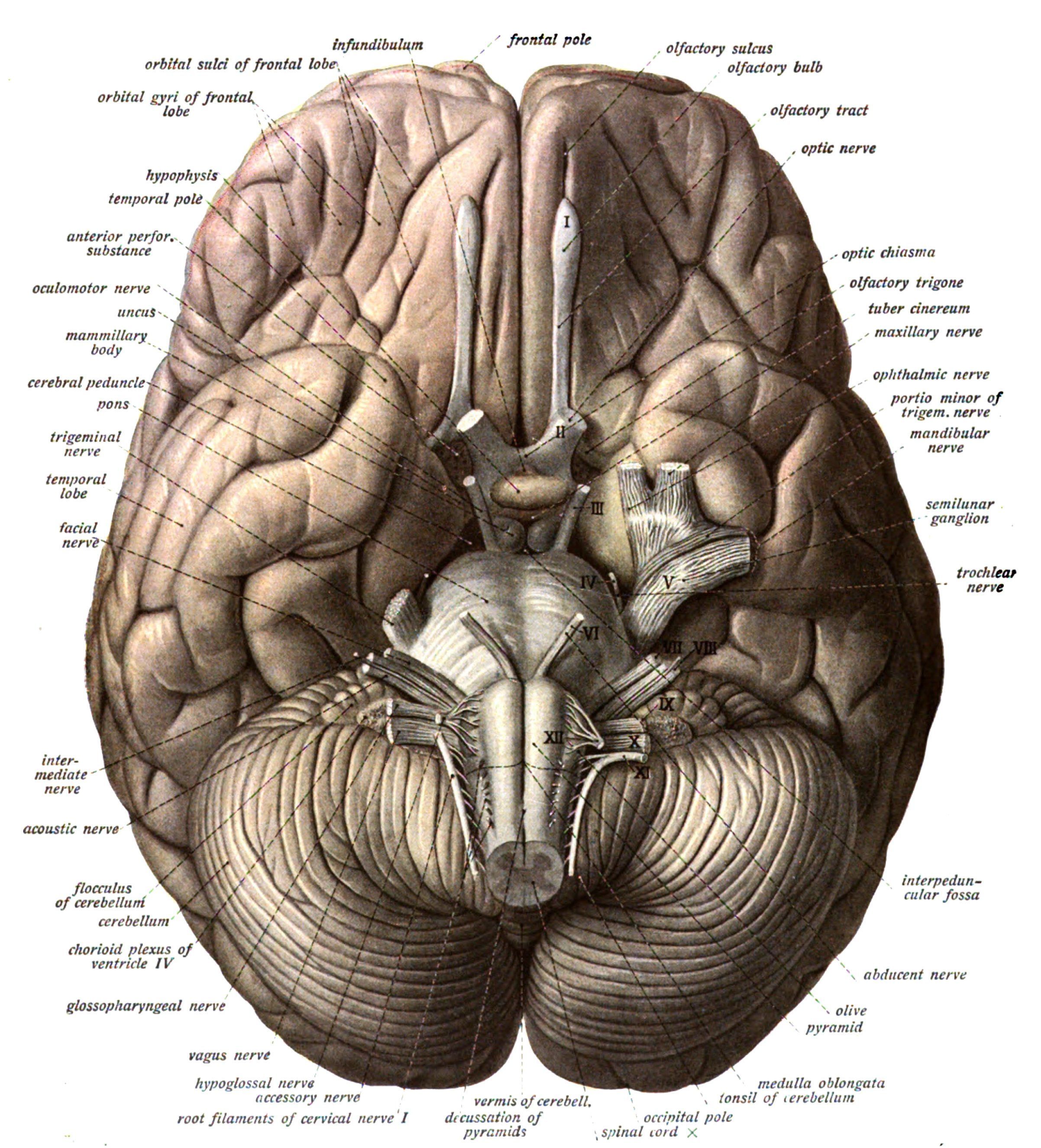 Brain anomy medical head skull poster wallpaper x brain anomy human brain anomy